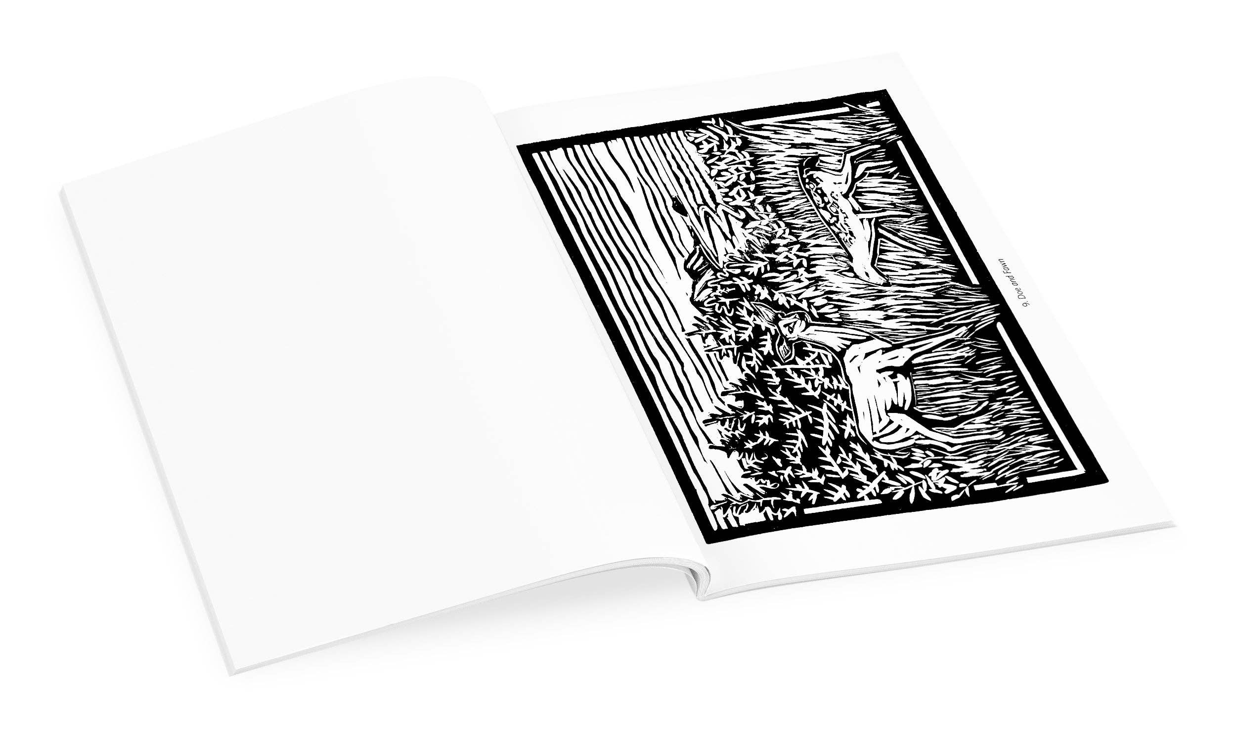Molly Hashimoto: Birds & Other Wildlife Coloring Book