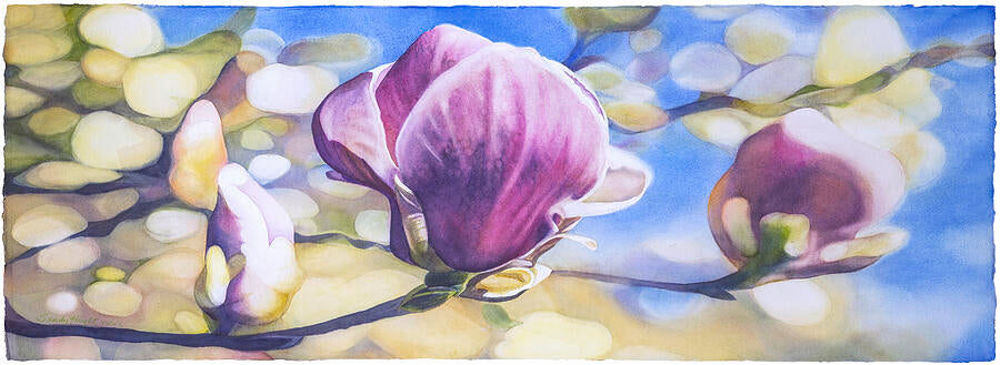 Magnolia 1/100 Print by Sandy Haight