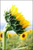 Metal Photo Prints by Dinah Satterwhite
