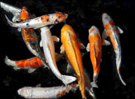 Photo Cards by Dinah Satterwhite