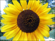 Photo Cards by Dinah Satterwhite