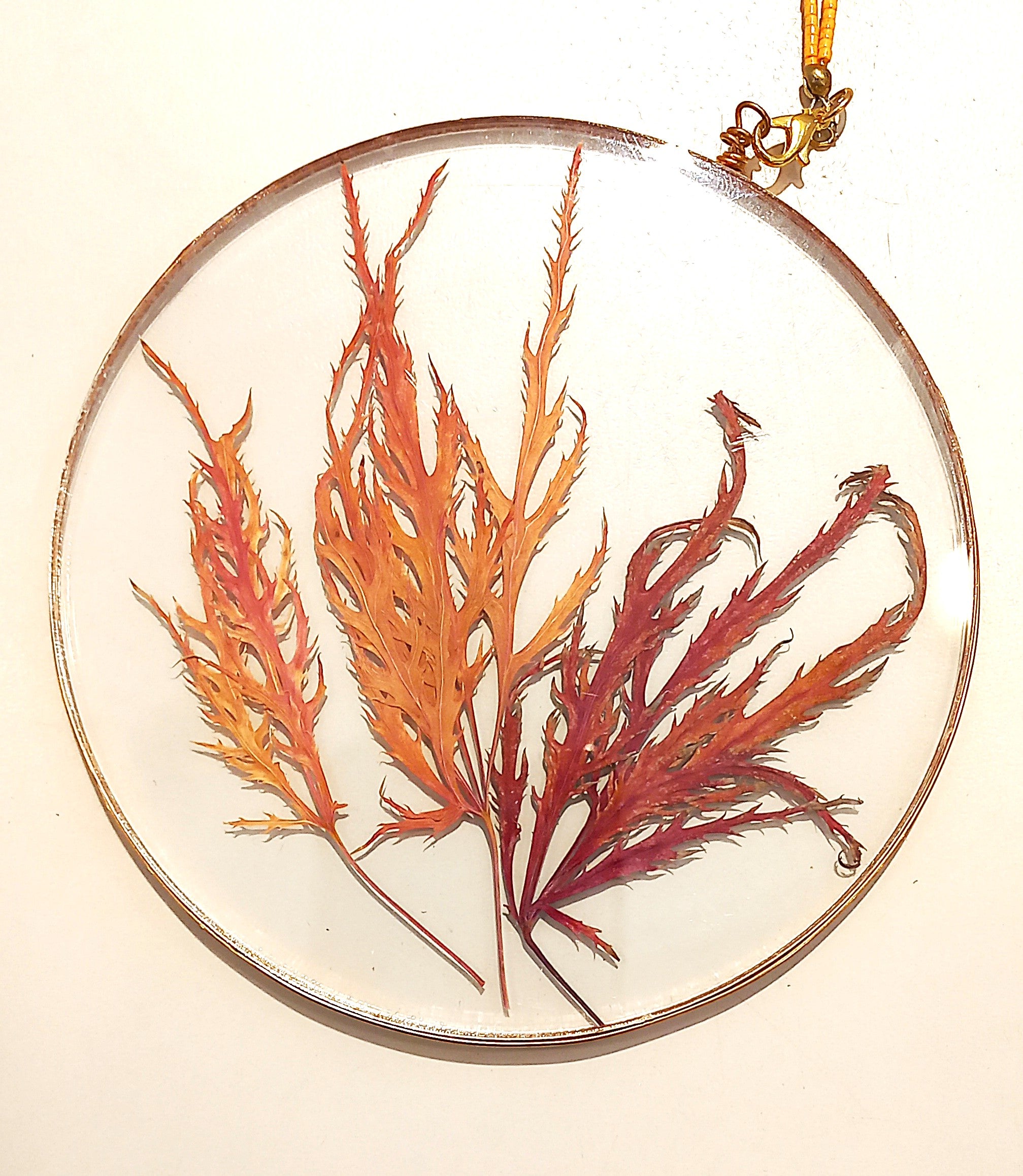 Hanging Pressed Flowers by Heidi Jack