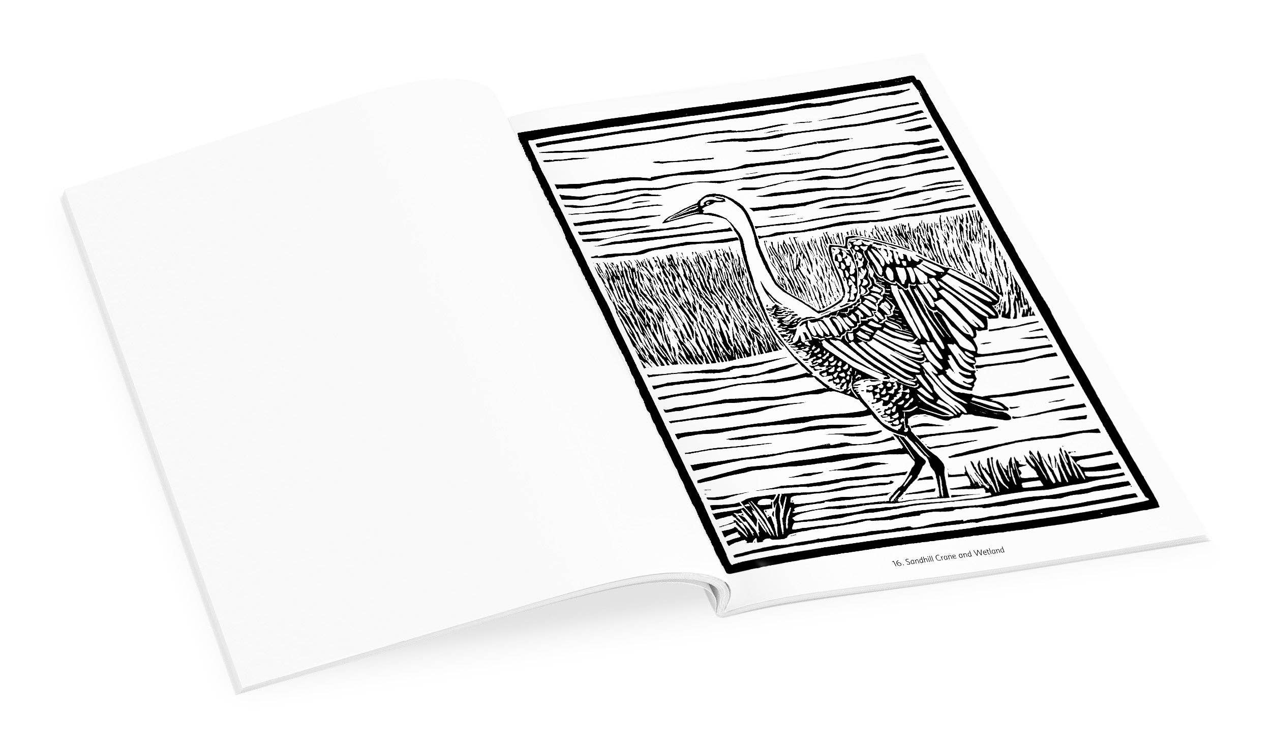 Molly Hashimoto: Birds & Other Wildlife Coloring Book