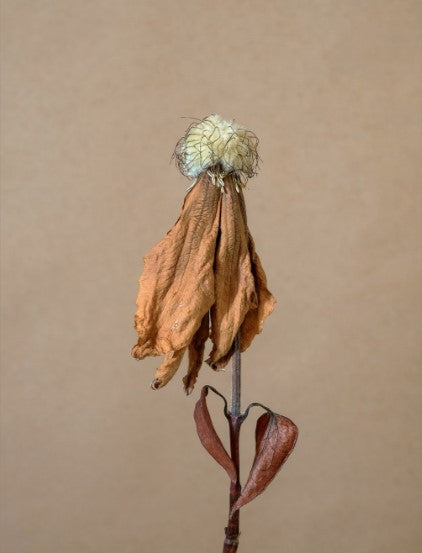 Seed Series Print - #1683 by Art Grice