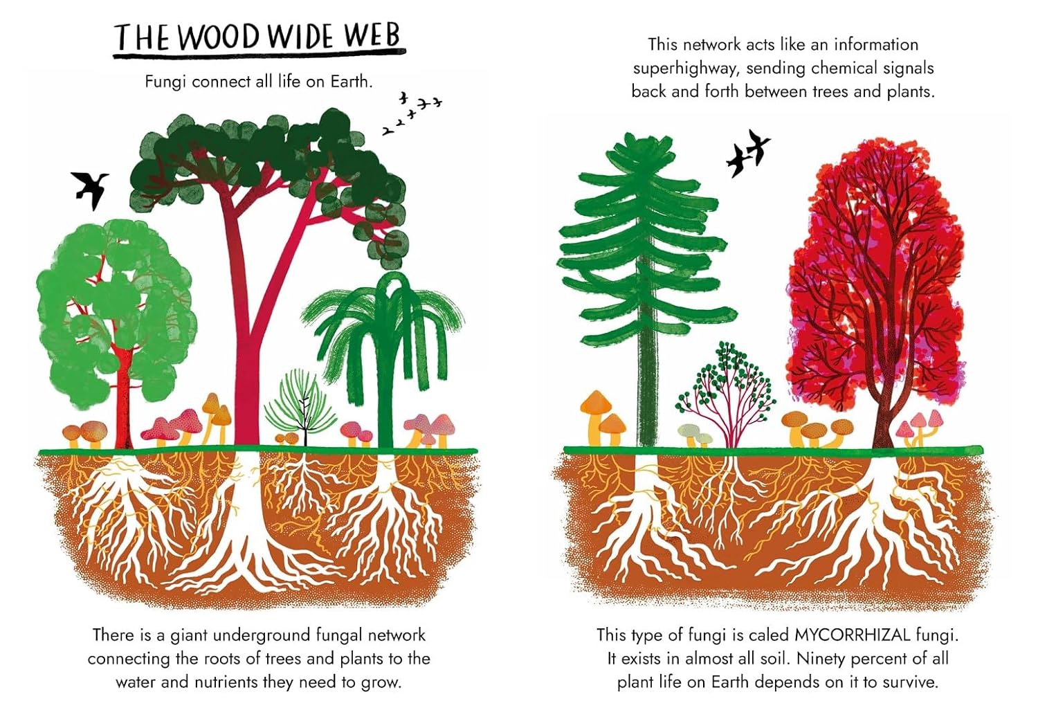 Little Guides to Nature: Hello Fungi