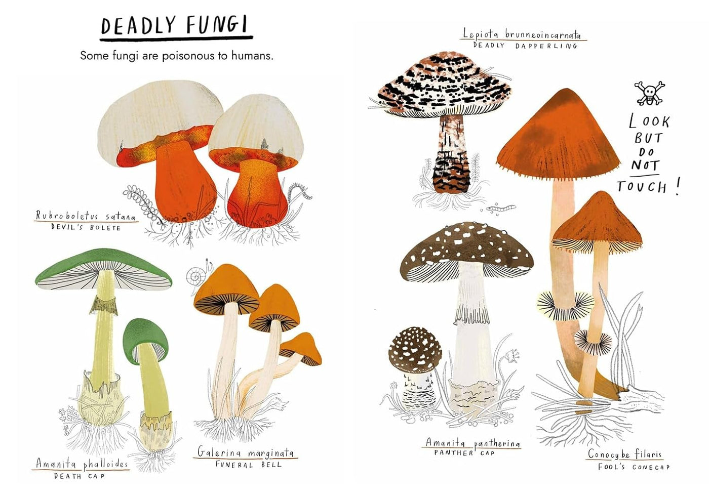 Little Guides to Nature: Hello Fungi