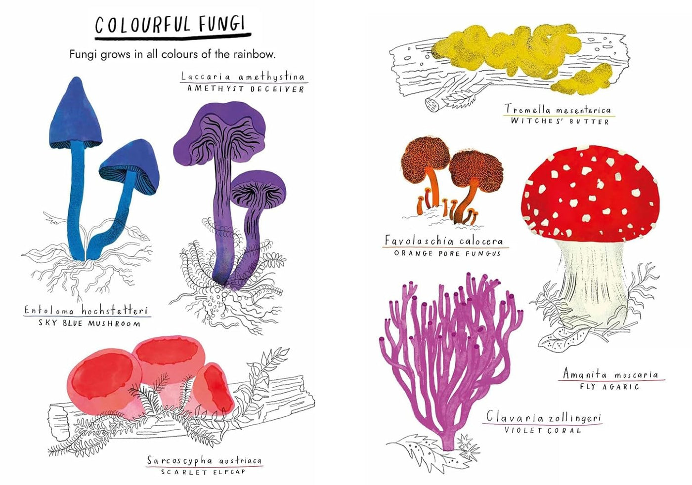 Little Guides to Nature: Hello Fungi