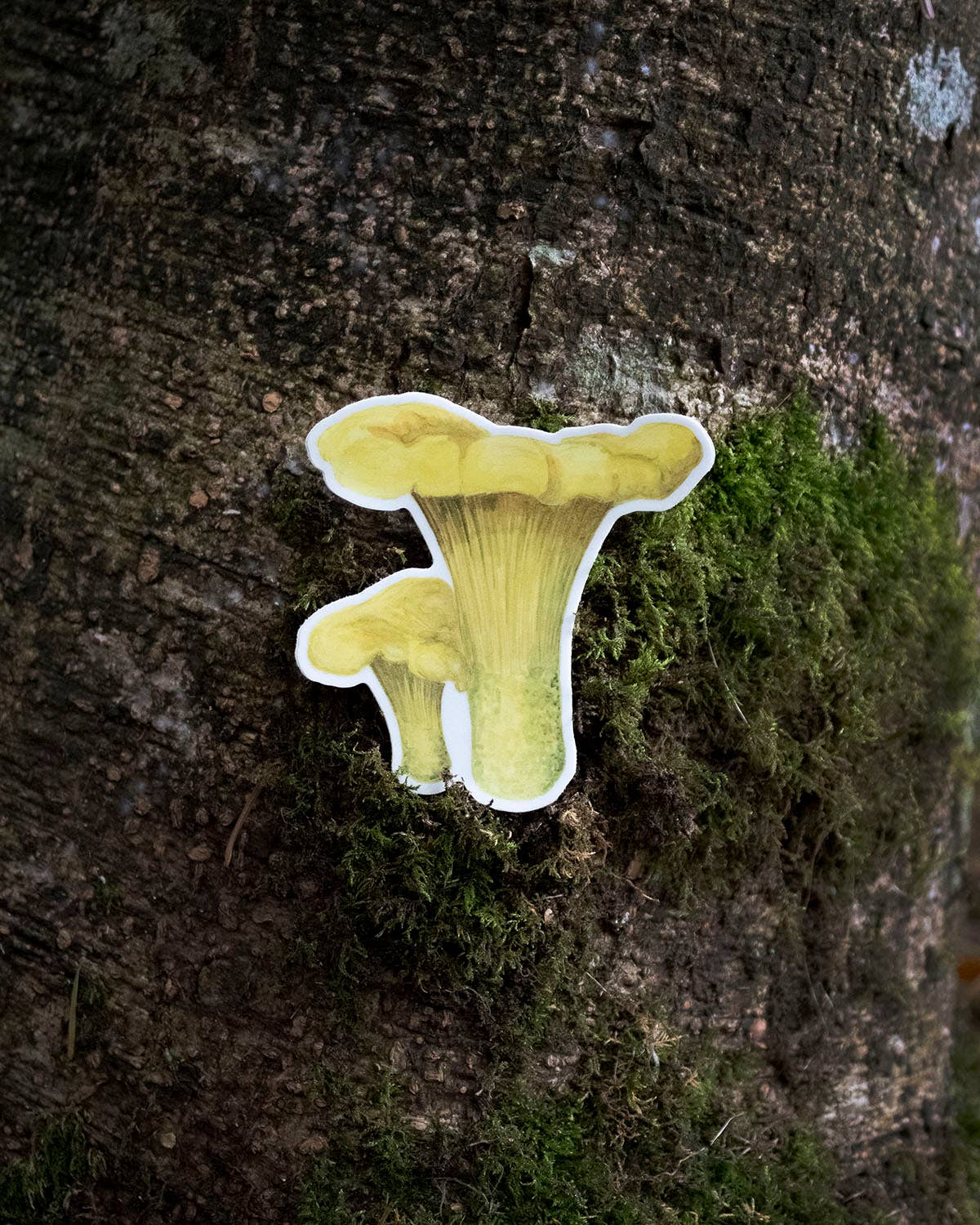 Chanterelle Vinyl Sticker - Watercolor Mushroom Sticker