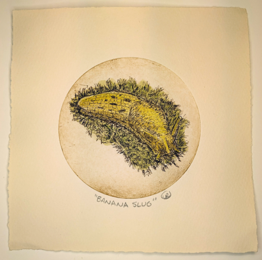 Banana Slug Etching by Lynn Rosskamp