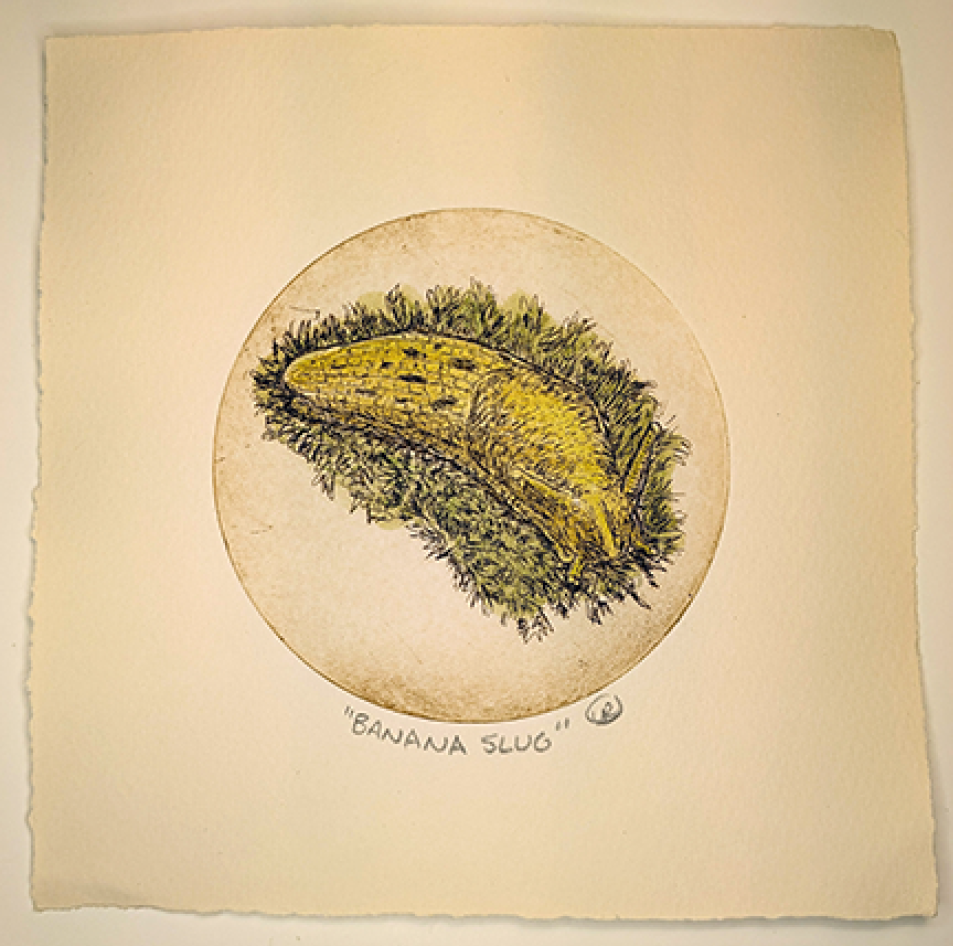 Banana Slug Etching by Lynn Rosskamp