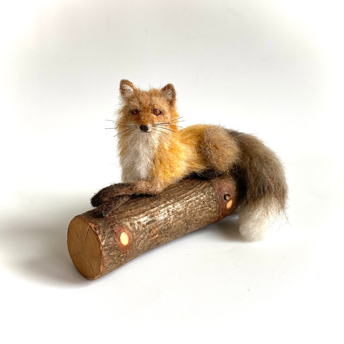 Beachcrest Fox by Jordan Taylor