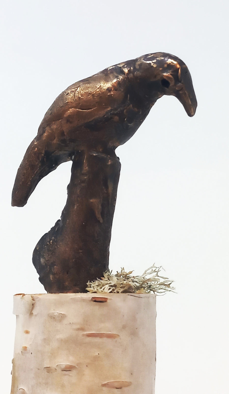 Crow Looking by Pamela Wachtler