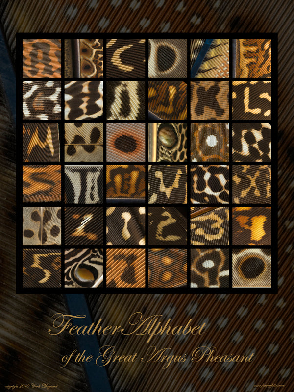 Feather Alphabet Poster