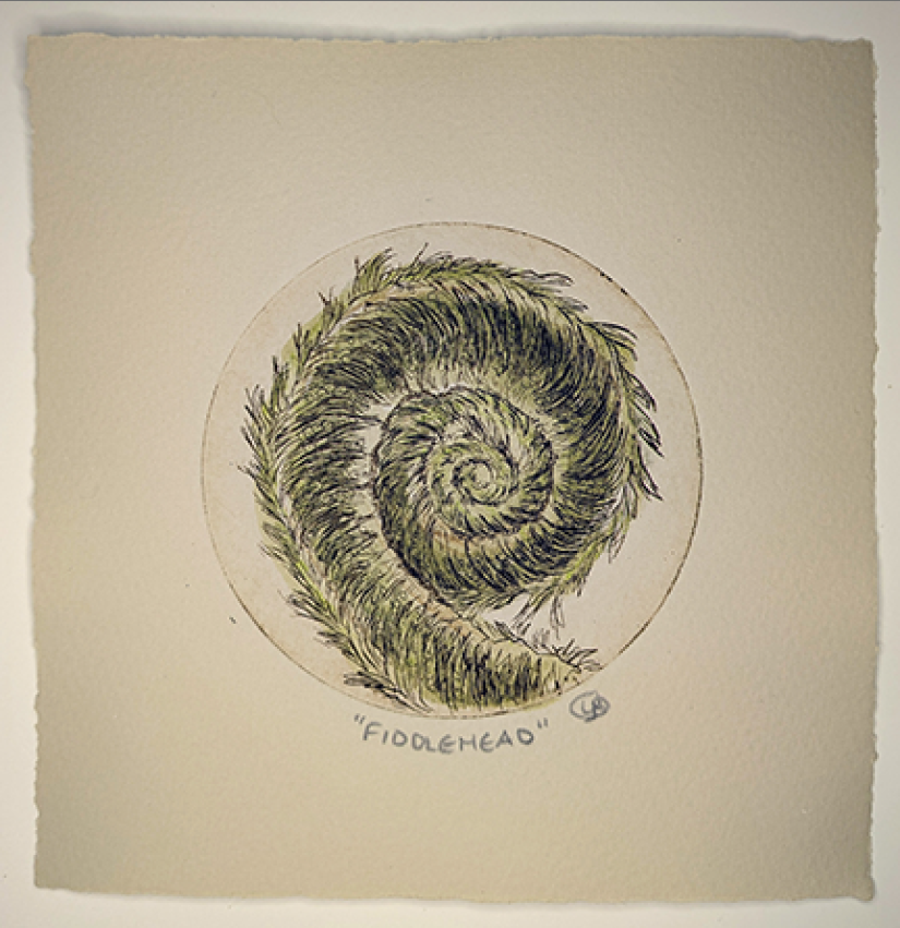 Fiddlehead Etching by Lynn Rosskamp
