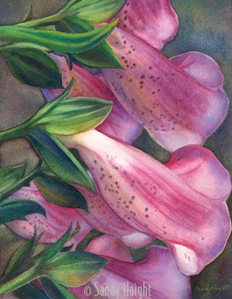 "Foxglove Glory" Original Watercolor by Sandy Haight