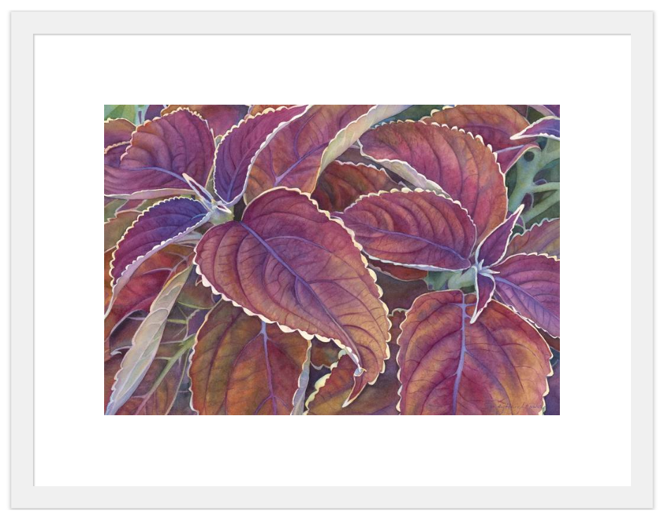 Frillery 2/100 Print by Sandy Haight