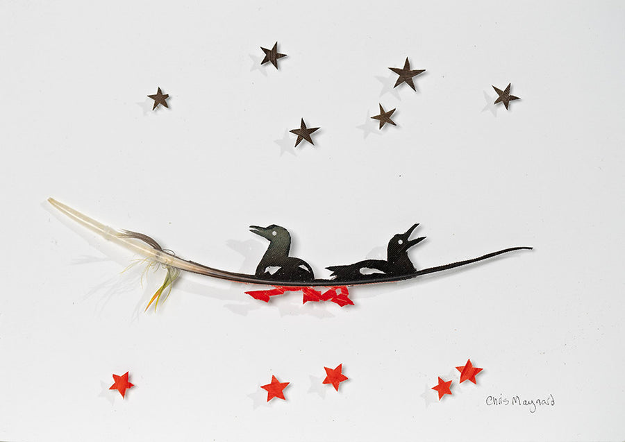 Guillemot Star Study by Chris Maynard