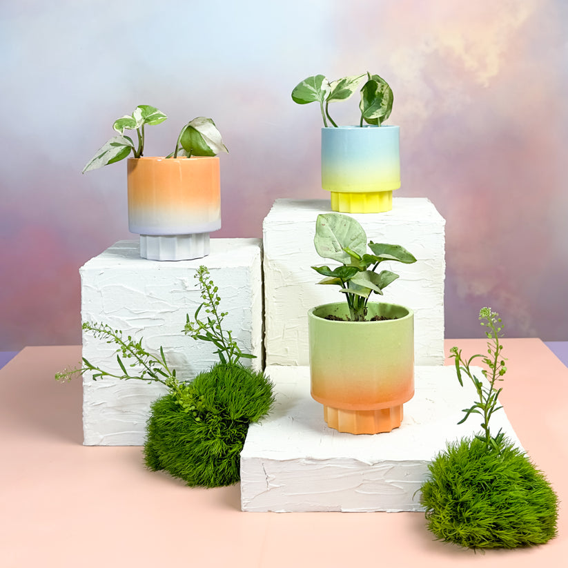 Pedestal Planter - Modern Science Project