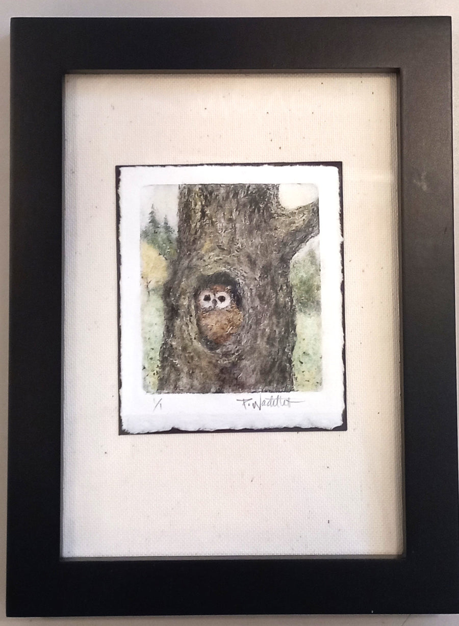 Northern Spotted Owl by Pamela Wachtler
