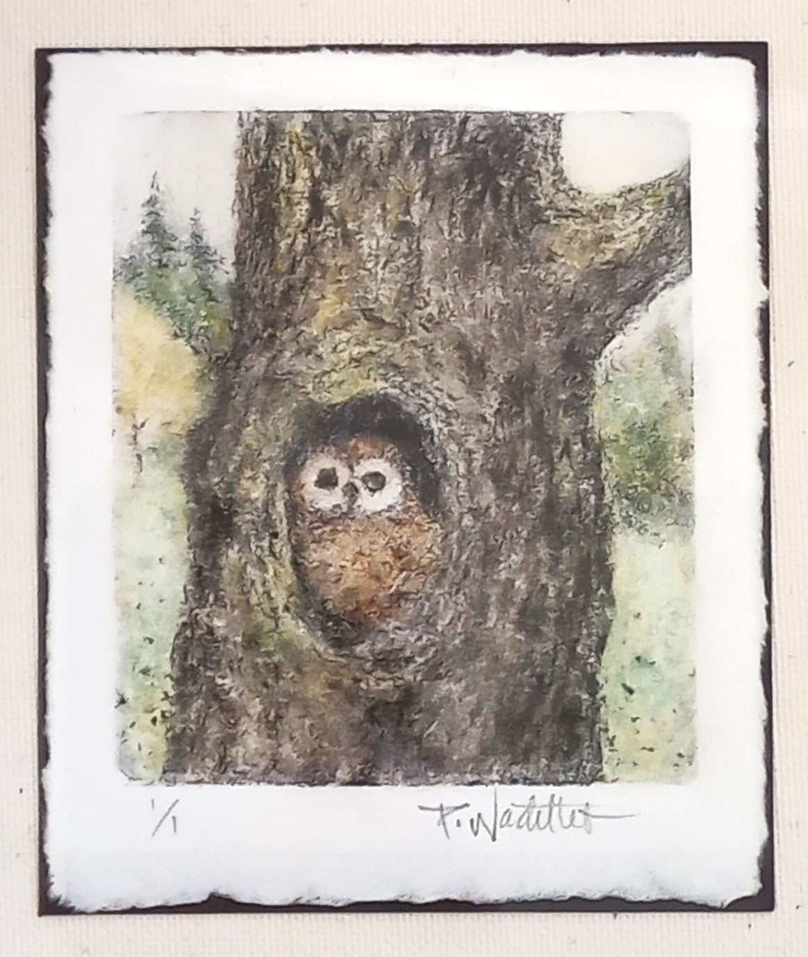 Northern Spotted Owl by Pamela Wachtler