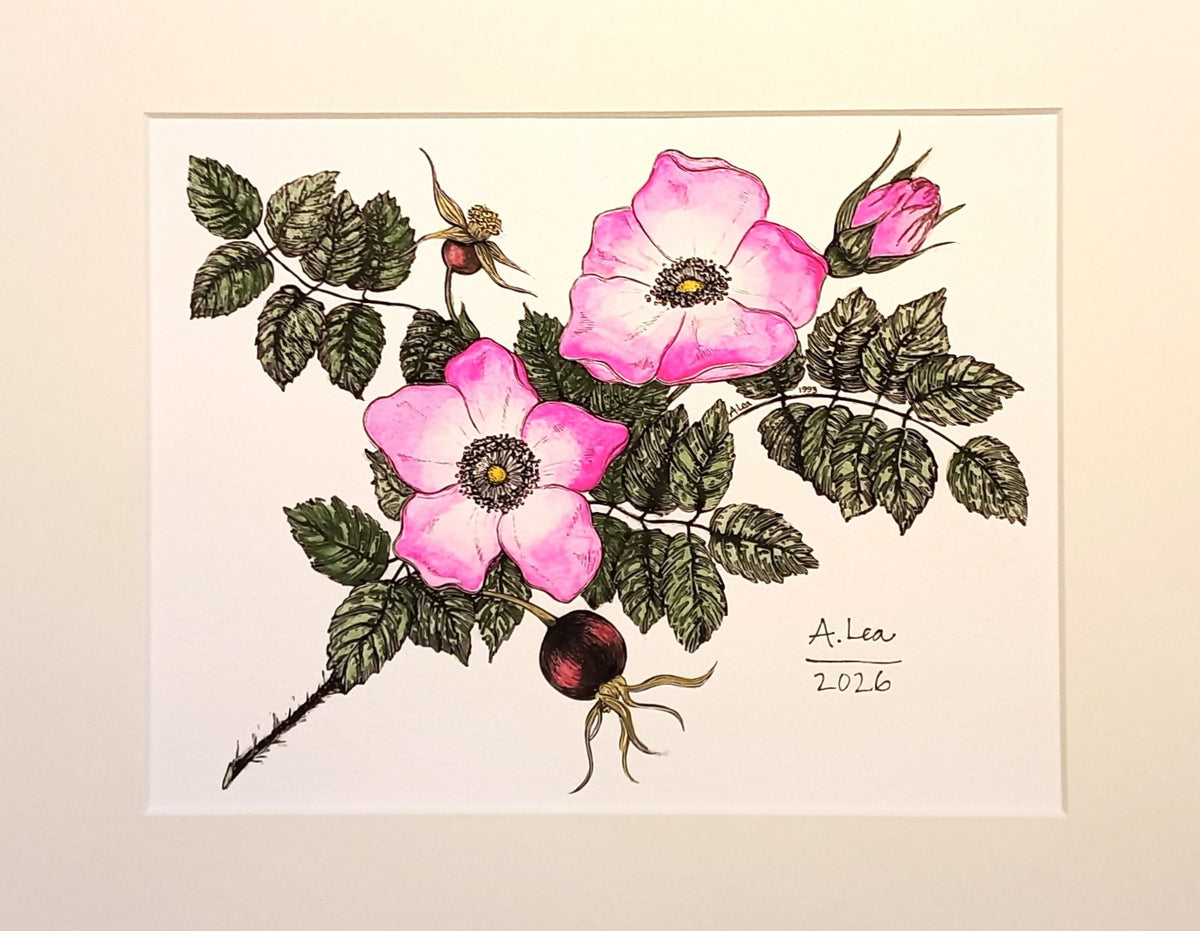 Rosa Rugosa Print