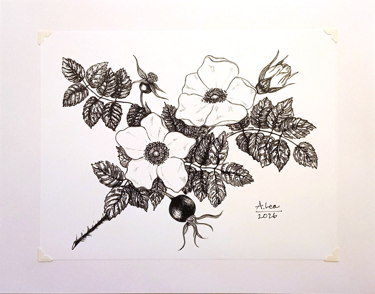 Rosa Rugosa B&W Print