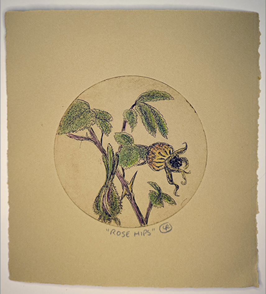 Rose Hip Etching by Lynn Rosskamp