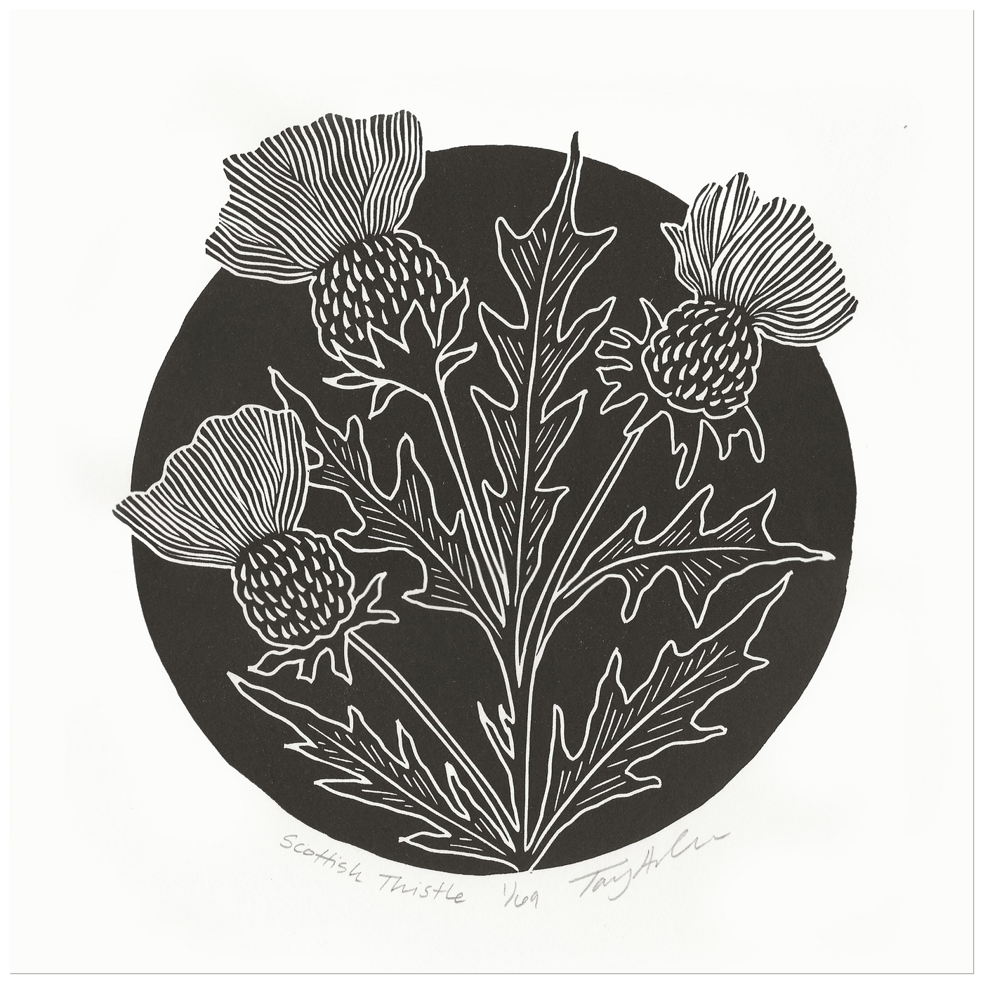 Scottish Thistle