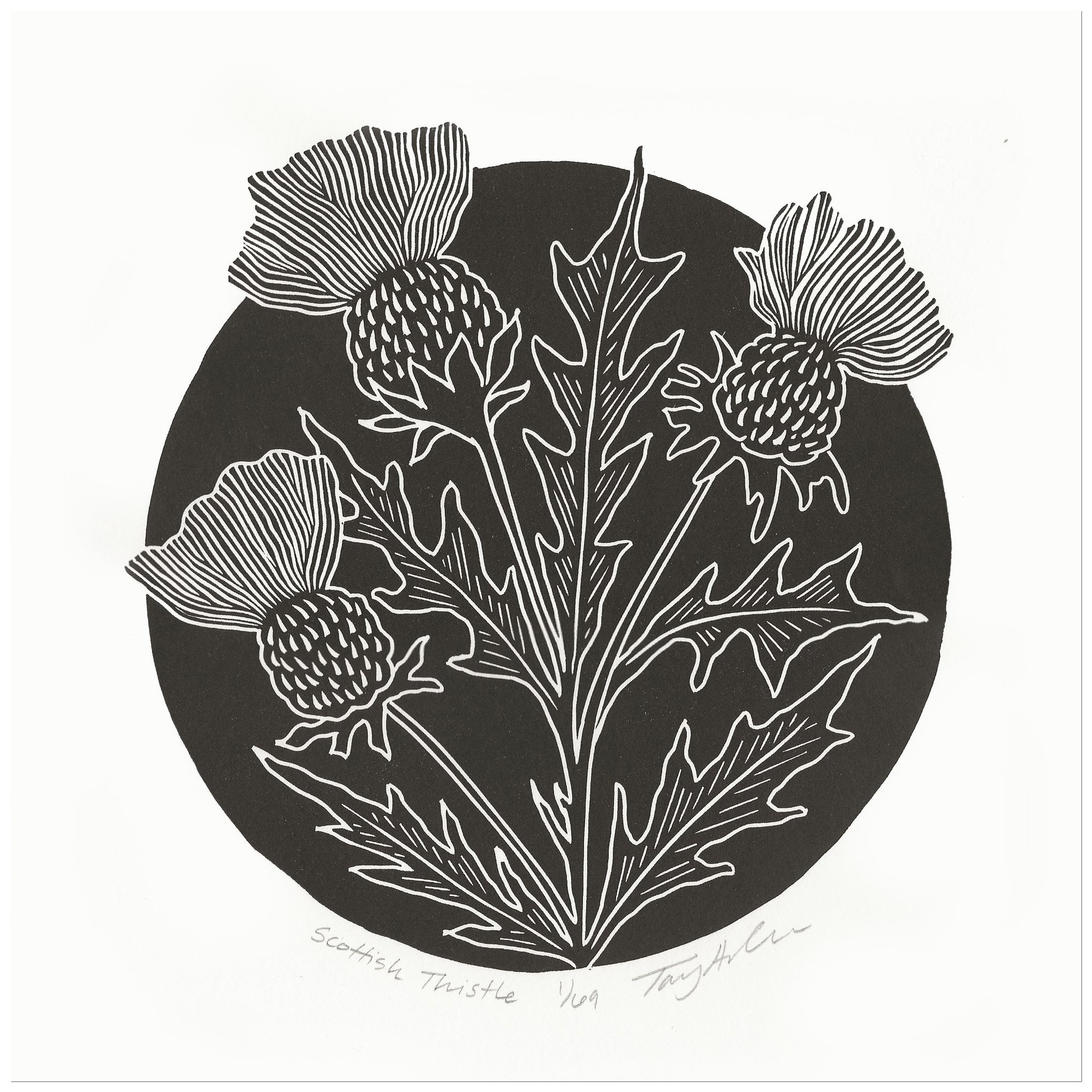 Scottish Thistle