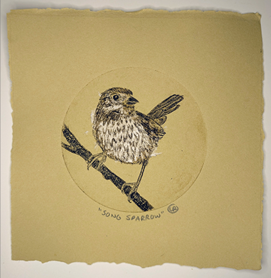 Song Sparrow Etching by Lynn Rosskamp