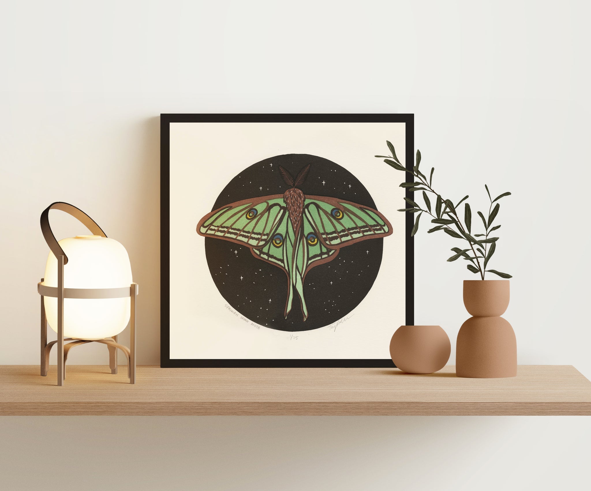 Spanish Moon Moth