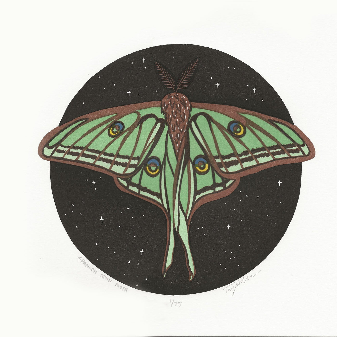 Spanish Moon Moth