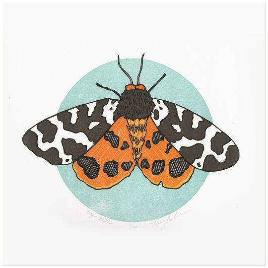 Tiger Moth