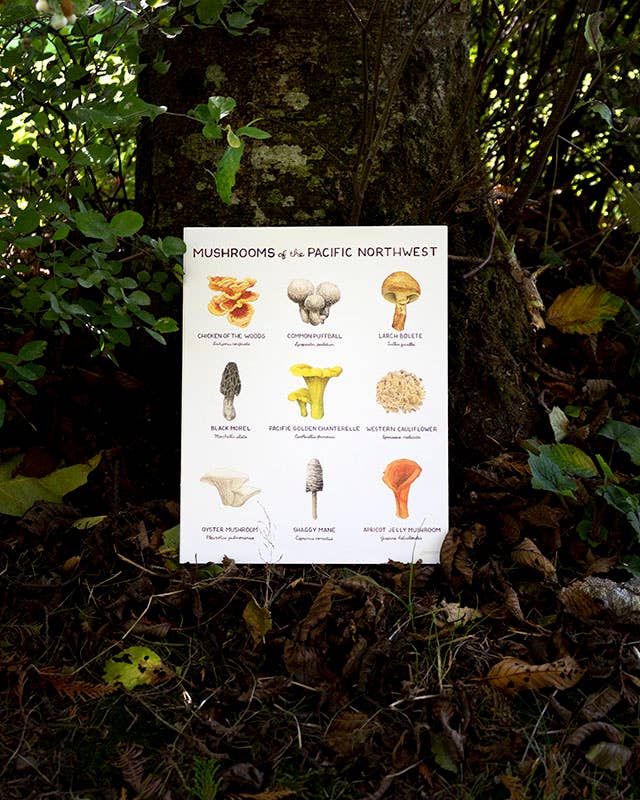 Pacific Northwest Mushrooms - 11" x 14" Mushroom Art Print