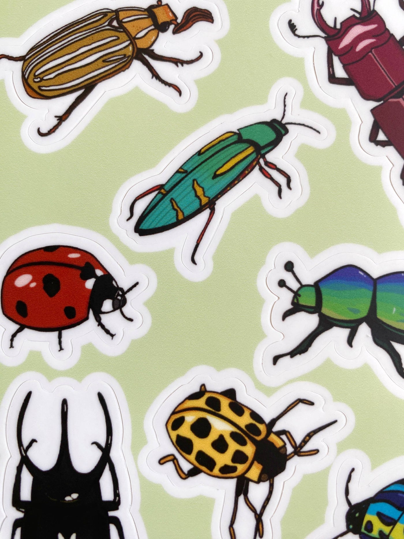 Beetle 4"x6" Sticker Sheet
