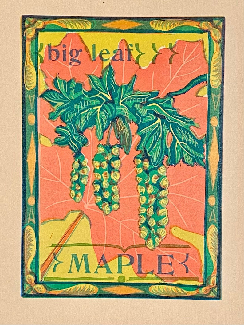 Big Leaf Maple Print by Kitty Koppelman