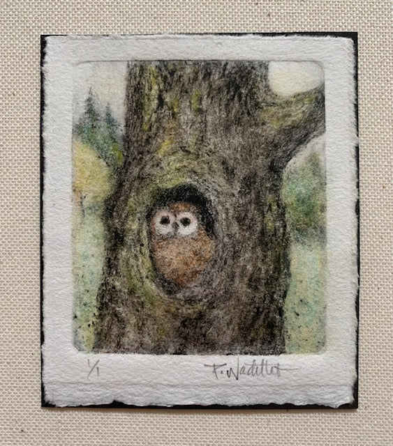 Northern Spotted Owl by Pamela Wachtler