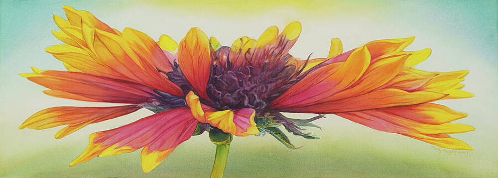 Meadow Star 1/100 Print by Sandy Haight