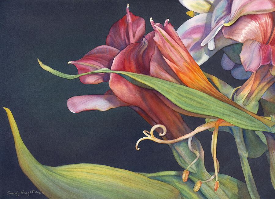 Reaching 11/250 Print by Sandy Haight