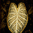 Aluminum Photo Prints by Jean-Claude Louis
