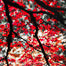 Aluminum Photo Prints by Jean-Claude Louis