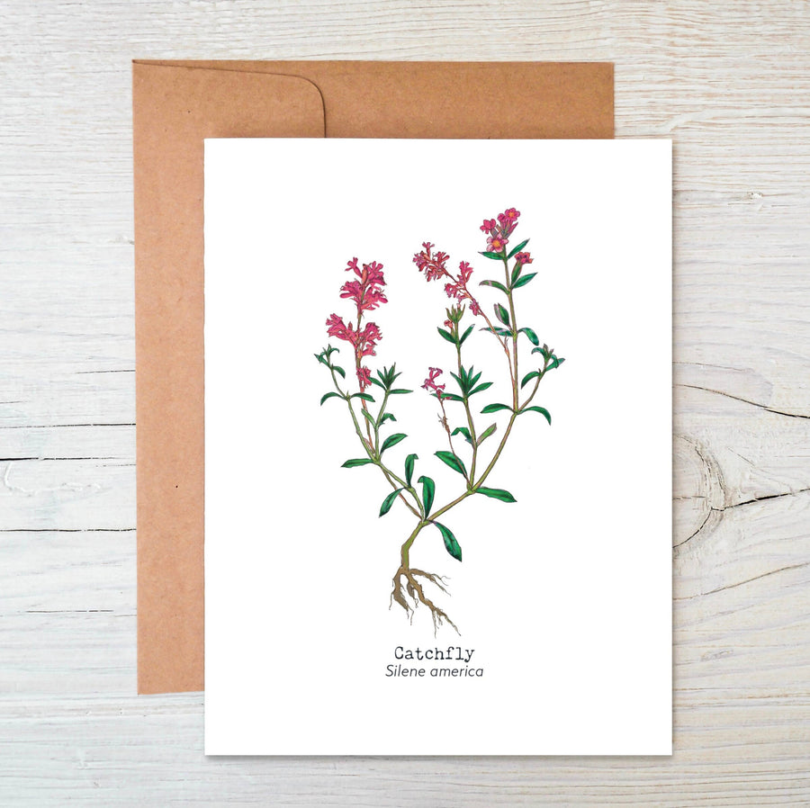 Wildflower Seed Card ~ Catchfly