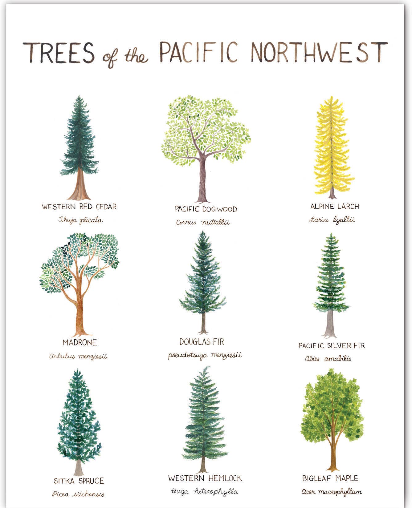 Pacific Northwest Trees - 11” x 14” Watercolor Art Print