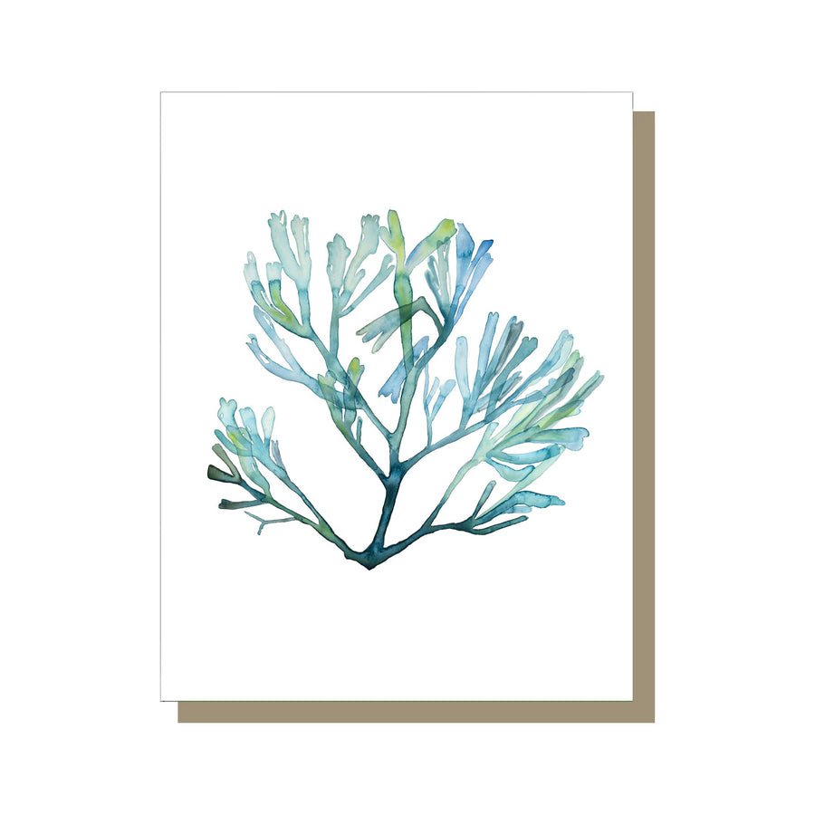Seaweed Cards, watercolors by Jessalyn Haggenjos