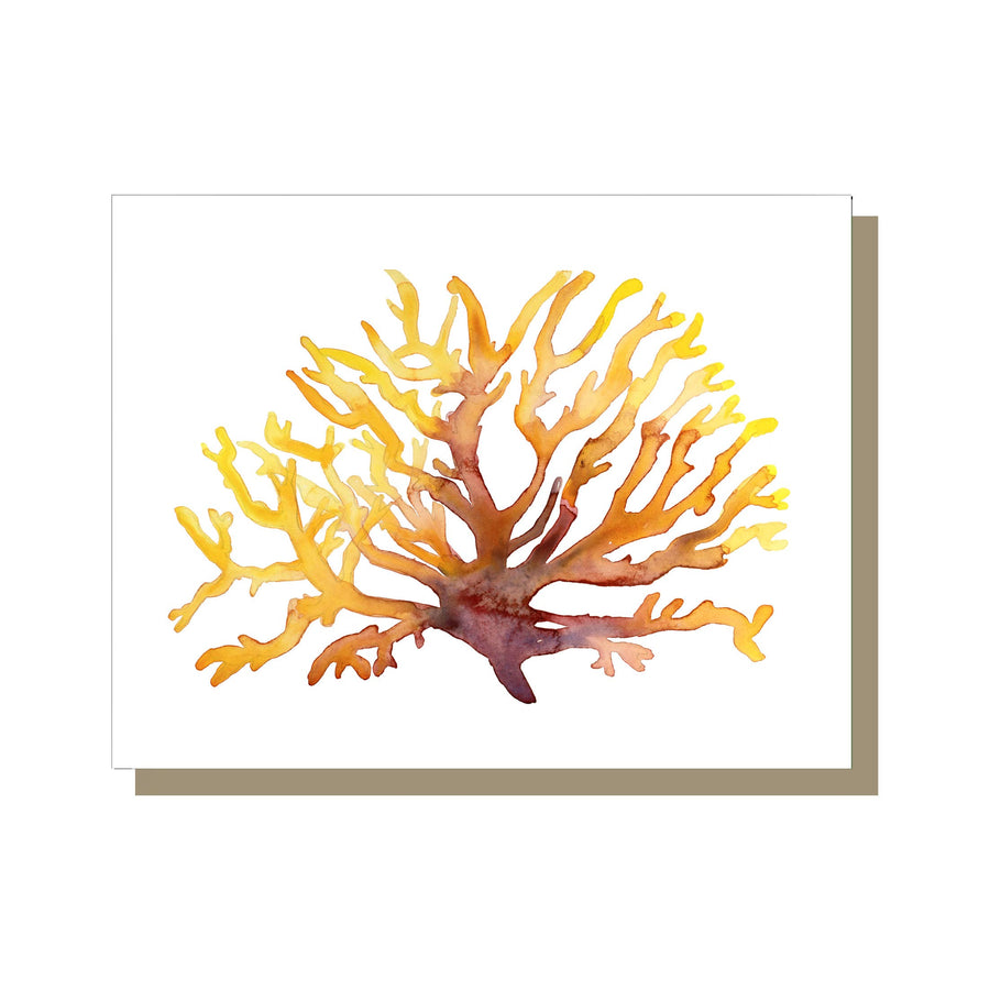Ocean Coral Cards, watercolors by Jessalyn Haggenjos