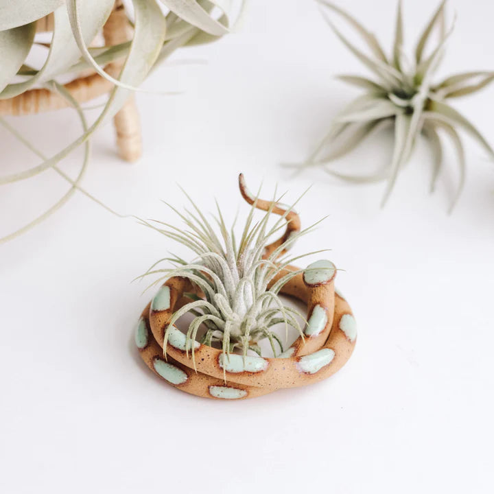 Ceramic Snake Plant Holder by Carter & Rose