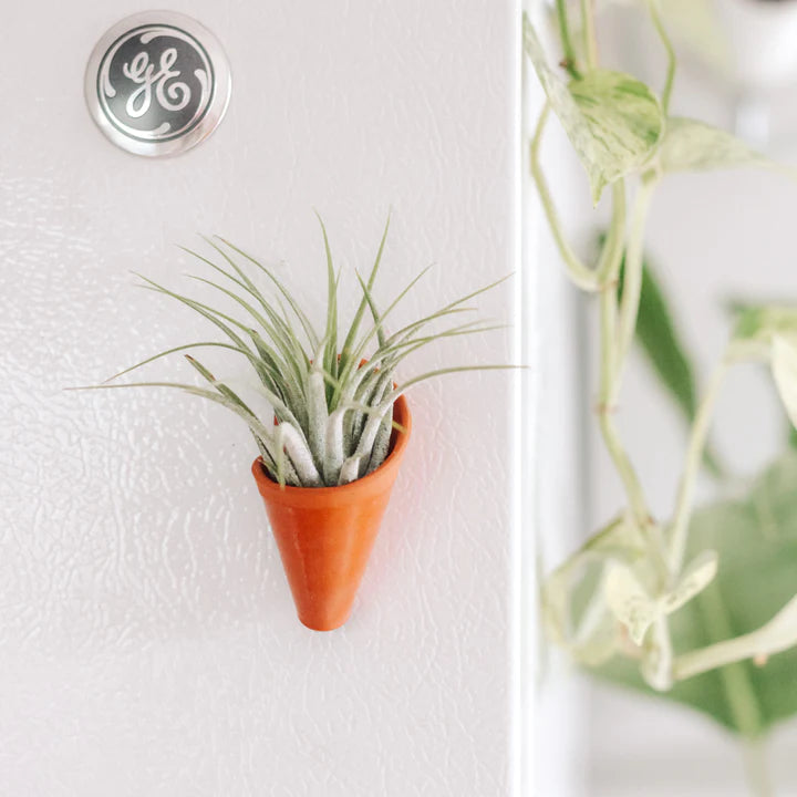 Tiny Ceramic Magnet Planter by Carter & Rose