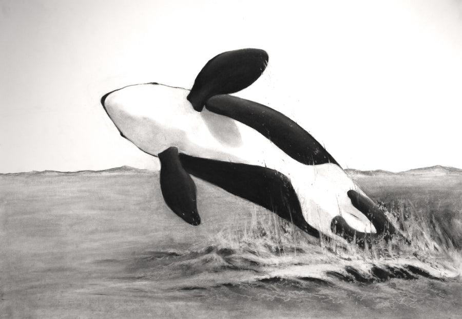 Limited Edition Prints by Marie Weichman - The Orca