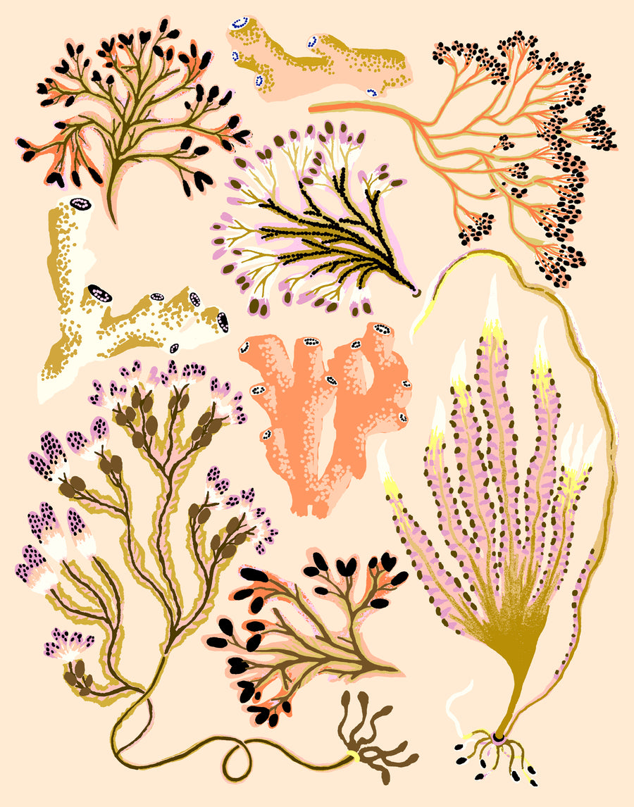 Seaweed Botanical Print by Sarah Gordon