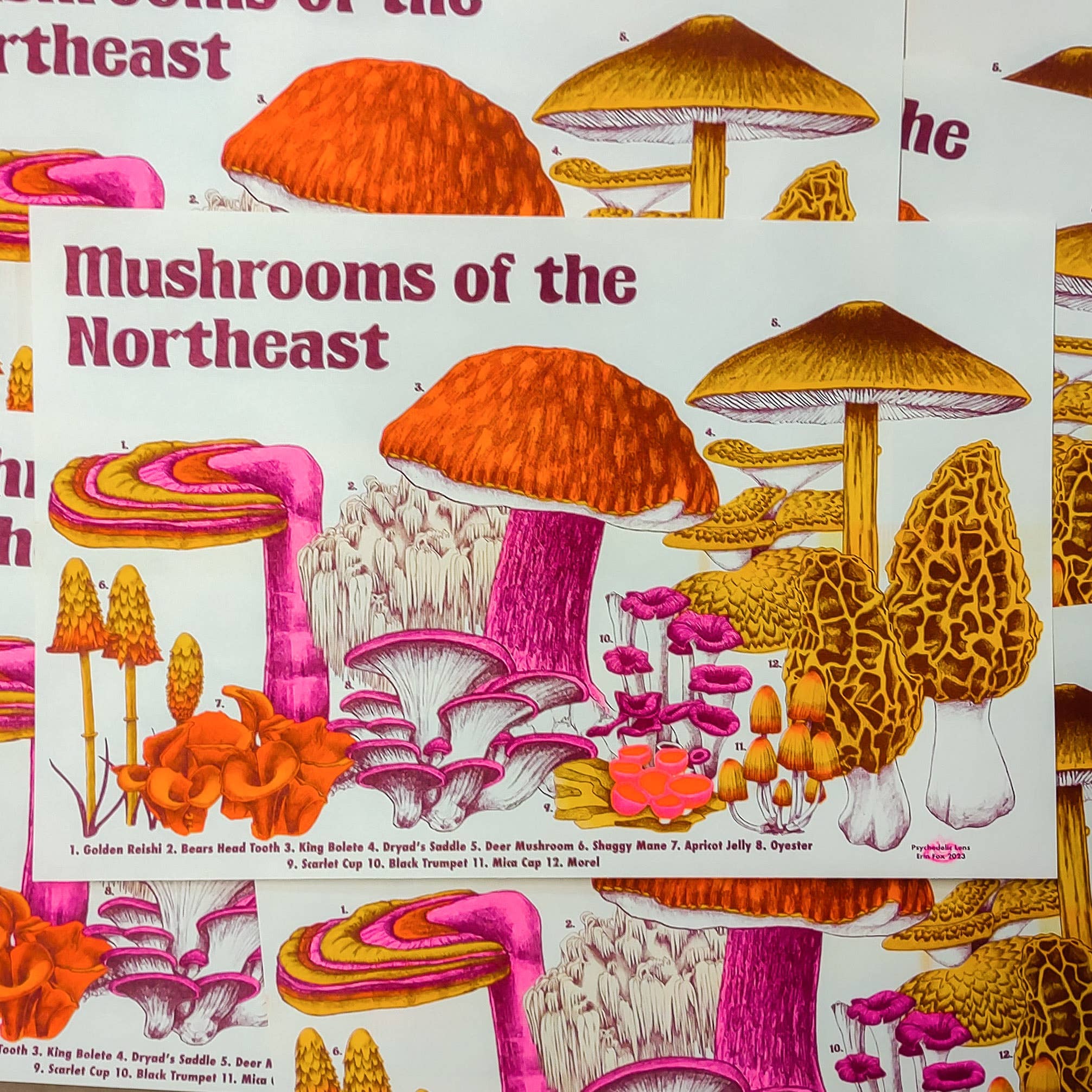 Mushrooms of the NE